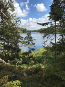 Wald in Schweden - Natur pur
